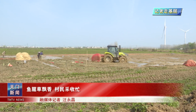 【记者走基层】 鱼腥草飘香 村民采收忙