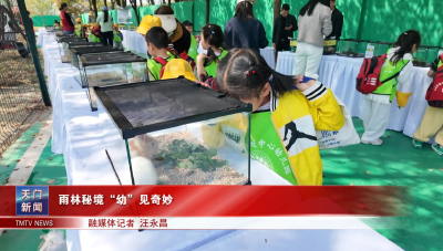 雨林秘境“幼”见奇妙