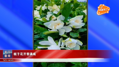 【抖音天门】栀子花开香满城