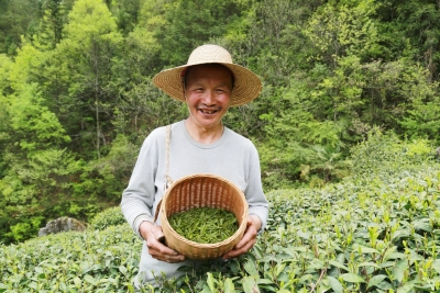 从“看天”收茶到为茶叶“代言”  神农架贫困户茶农转型记