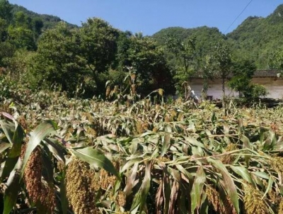 沈绍平赴宋洛乡核查灾情指导灾后重建