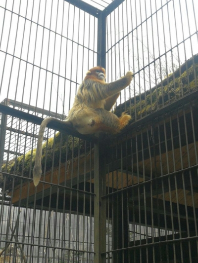 神农架：24小时看护一只受伤的金丝猴