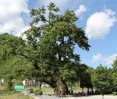 神农架一株700岁枫杨入选中国最美古树