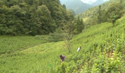 厚植绿水青山 严守自然资源 神农架国家公园2年试点交出答卷