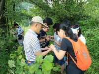 中国林科院专家团到神农架林区指导华山松病虫害防治