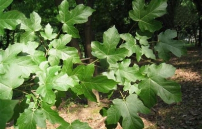 神农架林区首次发现极小种群野生植物庙台槭群落