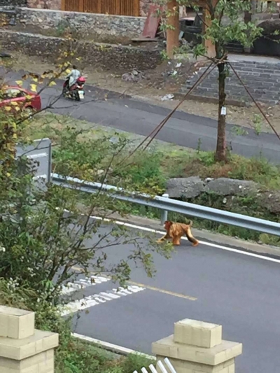 大九湖坪阡山中无门卫 大王来逛街啦！