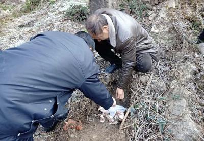 林区境内猪肉安全，广大居民可放心消费