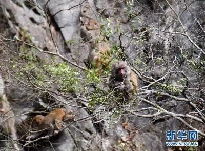 神农架首次在阳日镇武山湖发现野生猕猴