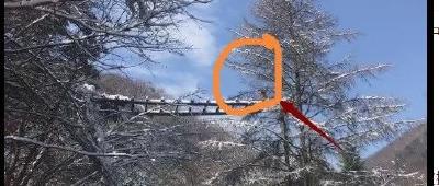湖北神农架首次拍到金丝猴过“天桥”