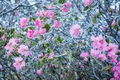 入夏降雪：五月的神农架