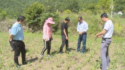 林区农业农村局多措并举积极应对“幺蛾子”入侵风险