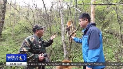 央视英语频道：神农架的植物专家致力于维护森林生态系统