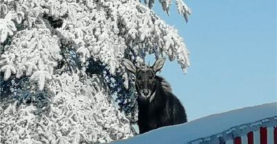 神农架一鬣羚雪中觅食被抓拍