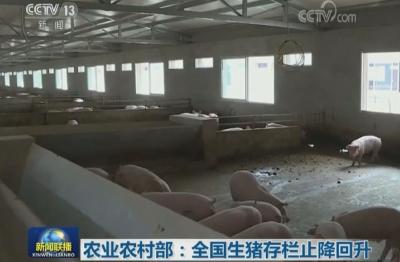 农业农村部：全国生猪存栏止降回升