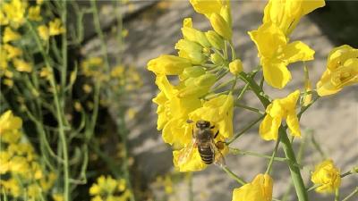 神农架阳日镇：油菜花香春意浓 产业扶贫拓新路