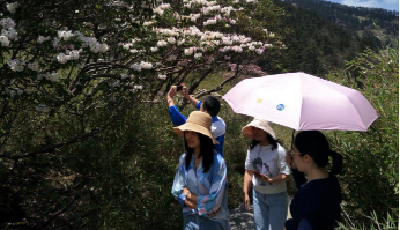 神农架：杜鹃花开迎客来