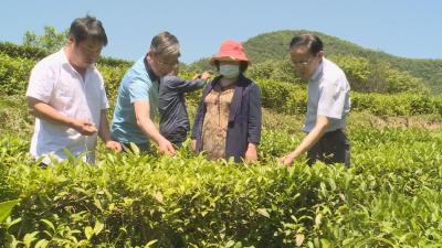 林区人大常委会开展茶产业发展专题调研