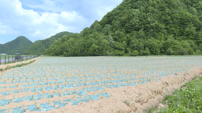 神农架林区首次尝试规模种植神农香菊