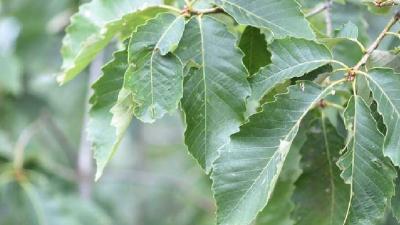 首批省级林木种质资源库名录公布 神农架林区2个项目入选