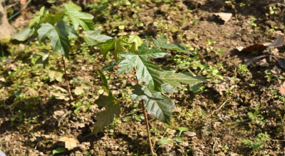 濒危植物庙台槭在神农架繁育成功