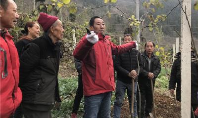 专家田间授课 果农大开眼界 