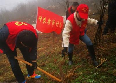 林区审计局：植树添新绿 风华正当时