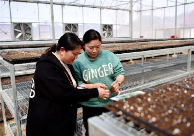 智能种苗工厂助新华镇豹儿洞村产业发展