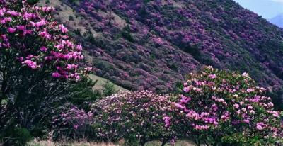 神农架高山杜鹃