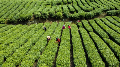 国际茶日：神农架高山云雾出好茶