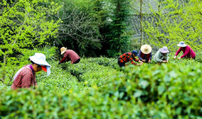 今天是“国际茶日”，带你走近神农架的“茶”