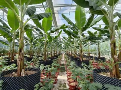 神农架:温室大棚种出热带水果 现代农业迎来新的春天