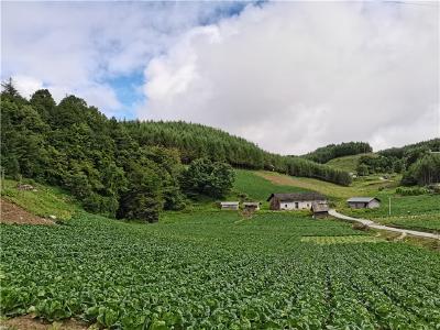 红坪镇红河村:白菜获丰收 村民笑开颜