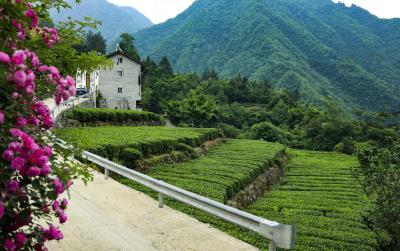 木鱼镇:让茶叶成为村民致富“金叶子”