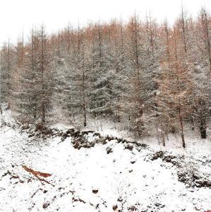 神农架迎来2022年第一场雪