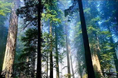 空中有飞机 山上有监控 林内有巡护 神农架织密森林防火网