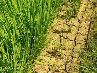 30亩水稻“喊渴”,农业农村局闻讯而动