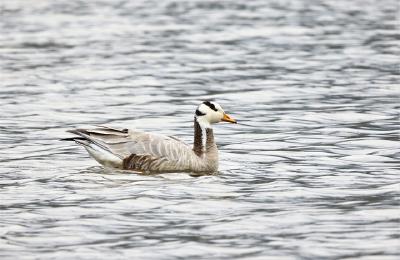 湿地之美|大九湖湿地首次发现斑头雁