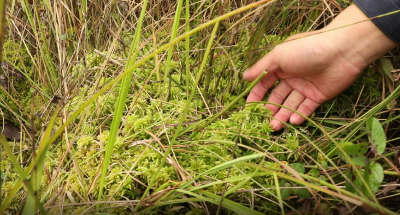 湿地之美|泥炭藓:大九湖湿地里的“海绵宝宝”