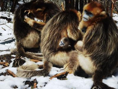 国际珍稀动物保护日|神农架喜添4只金丝猴宝宝