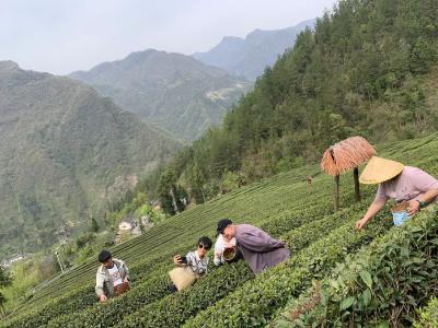 枝子的花园民宿举办茶旅课程助力乡村振兴