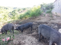 市农业局扶贫攻坚工作队考察生态黑猪和构树项目