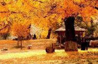 从这个地方出发, 感受随州最美的秋色, 简直美爆了!