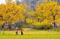 一位摄影爱好者镜头下的随州洛阳镇银杏风光