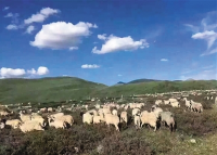 你会花费510万放生6387头羊吗？