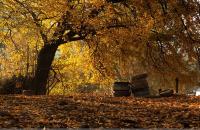 有奖征稿活动：我和银杏谷有约