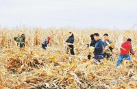 随州市秋粮收购启动最低收购价