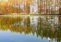 【福利】千年银杏谷喊你免费领门票啦！