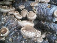 随州召开秋冬播生产暨禁止使用“蜡棒”生产香菇工作会议