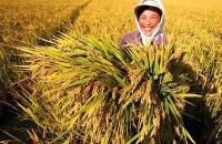 随州市要求高标准完成中晚稻收购任务